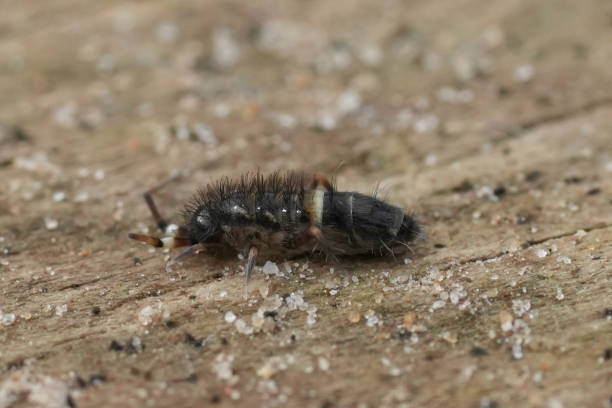 istock Closeup on a small colorful springtail , Orchesella cincta, sitting on a rocky surface 2186268408