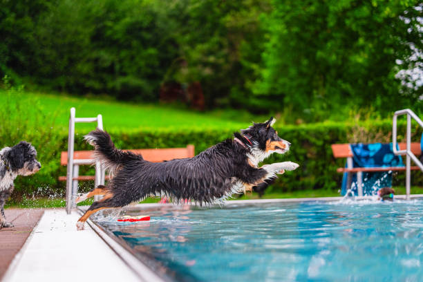istock Energetic Dog Leaping Into Pool During Joyful Playtime in Lush Garden Setting 2186272908