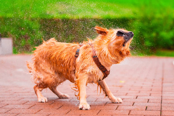 istock Golden Retriever Enjoys Refreshing Shake After Playful Bath in Sunny Backyard 2186272909