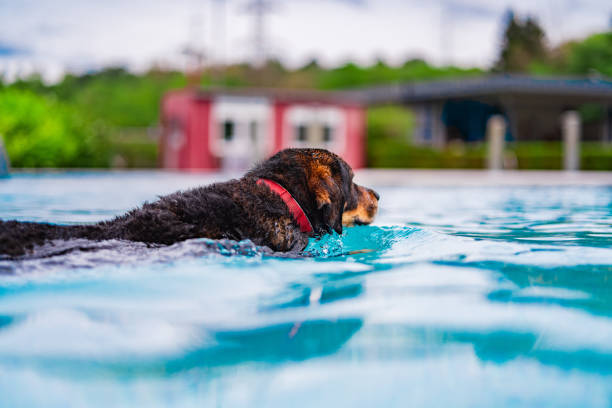 istock Playful Dog Joyfully Swimming in Clear Blue Pool With Vibrant Background on Surface Level 2186277571