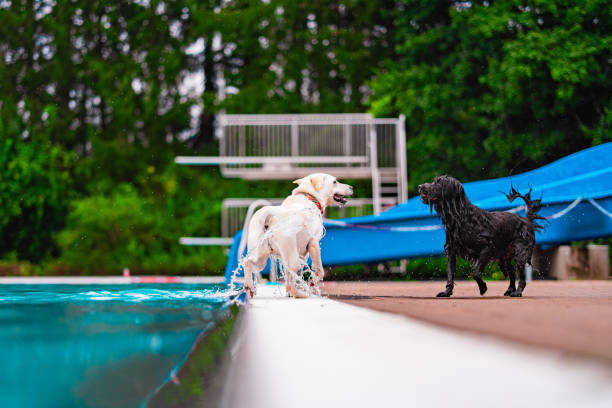 istock Two Playful Dogs Splashing and Having Fun by the Poolside on a Summer Day 2186277911