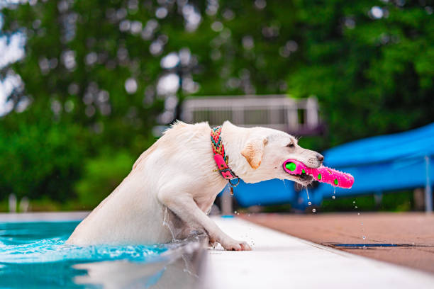 Labrador having fun in the pool, playfully retrieving a colorful toy with enthusiasm. Sunny, outdoor setting captures the essence of summer and joy.
