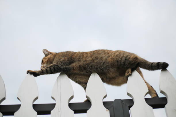 istock Cat Balancing Gracefully on a Fence 2186278615