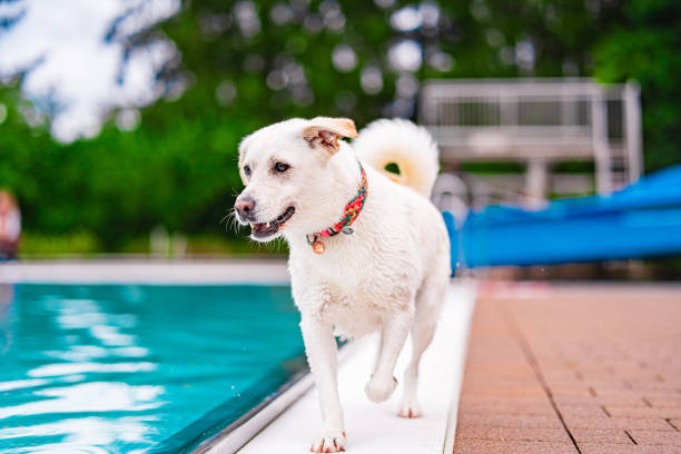 istock Happy White Dog Walking Enthusiastic by a Poolside on a Bright Sunny Day with Blurred Green Foliage in Background 2186279093