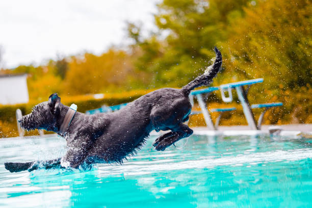Energetic Black Dog Joyfully Leaping Into a Blue Pool On a Bright Sunny Day With Splashing Water Breaking the Surface