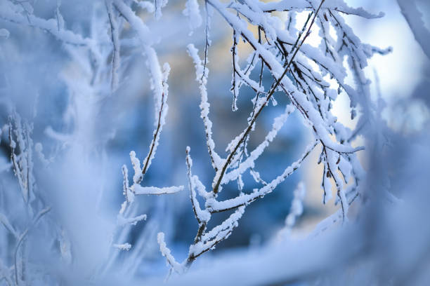 Plants, trees and bushes covered with ice and snow after snowfall in Nowamber