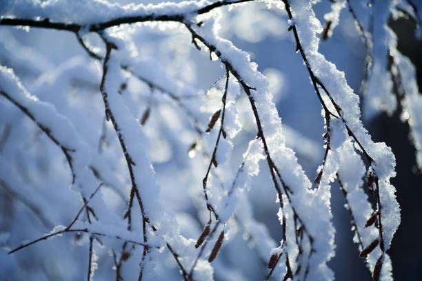 Plants, trees and bushes covered with ice and snow after snowfall in November
