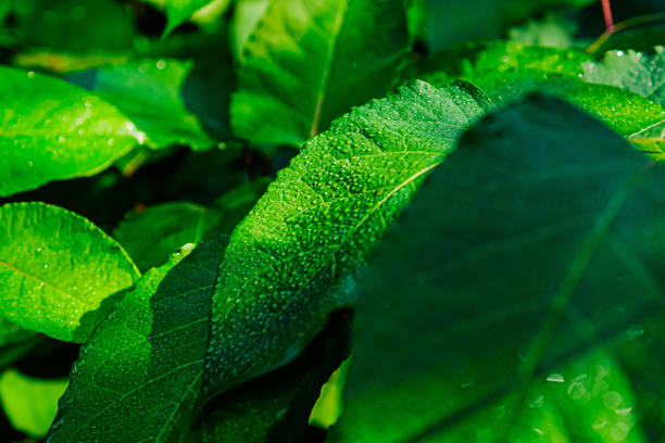 Close-up of bright green leaves glistening with dew drops, showcasing the freshness and peacefulness of nature in a lush forest environment.