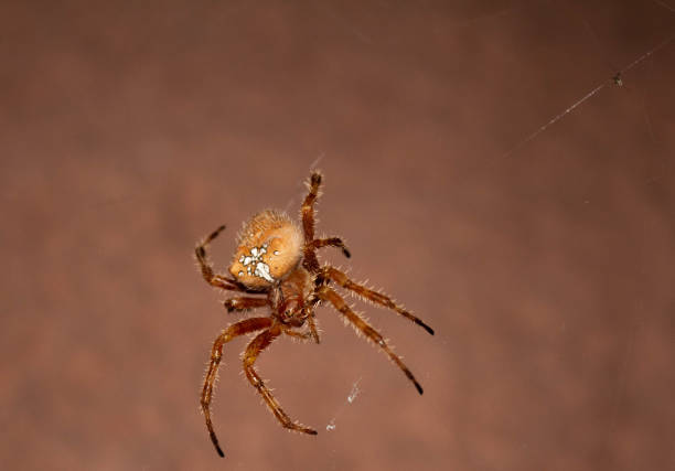 A picture of a spider on a web