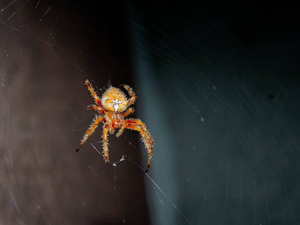 Spooky spider waiting patiently for a prey on a wall lamp.