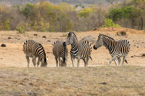 Group of four zebras at wildlife reserve.