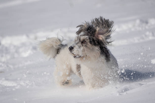 istock Adorable Black and White Puppy in Snow 2186290353