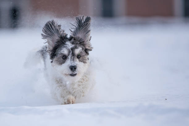 istock Black and White Puppy Running in Snow 2186290370