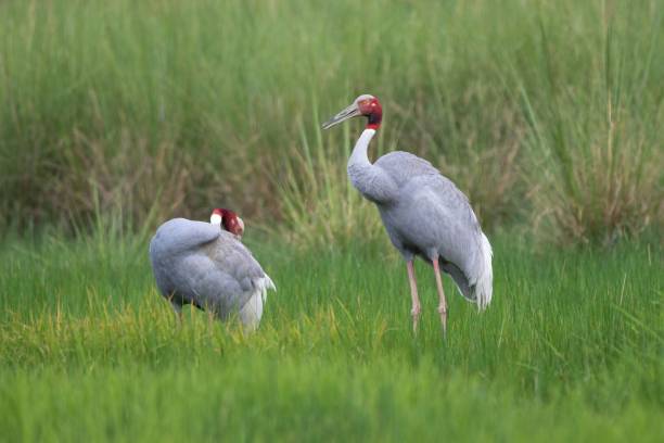 istock Sarus cranes standing in a lush green field, one preening its feathers 2186293196