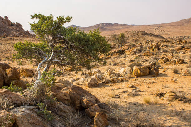 The Namib Sperrgebiet rand park is a protected wilderness area in the Aus Mountains between the Town of Aus and the Namib desert. This area includes the Pro-Namib and part of the Karoo