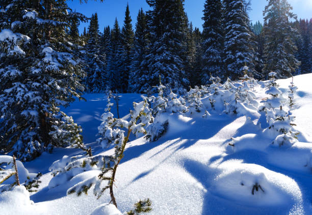Frosted Snowy Trees in Magical Winter Forest - Backlit small fir trees with fresh snow glistening in golden hour light and cool shaded background. Nature winter landscape on mountain ridge.