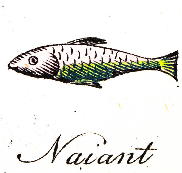 istock Heraldry, coat of arms elements and families: Naiant 2186305621