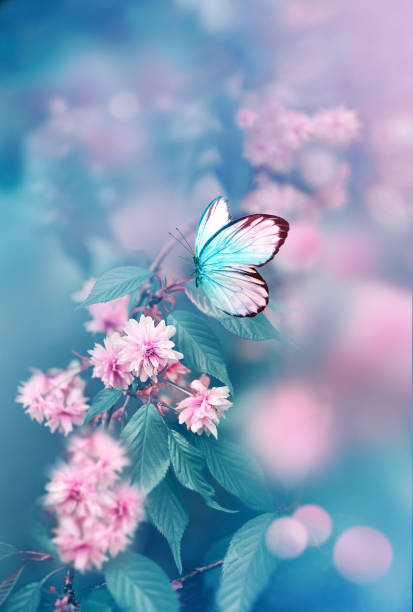 istock Branch of blossoming sakura cherry on spring background, fluttering blue butterfly in spring on nature outdoors. 2186306043