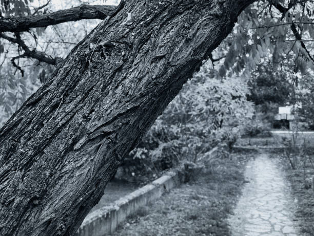 Branch in the park