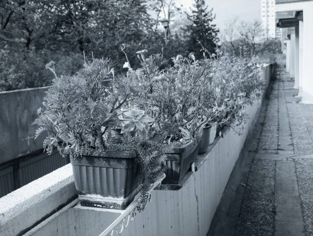 potted flowers on balcony. growing plants on balcony.