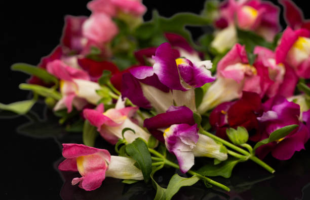 colorful snapdragon flowers close up