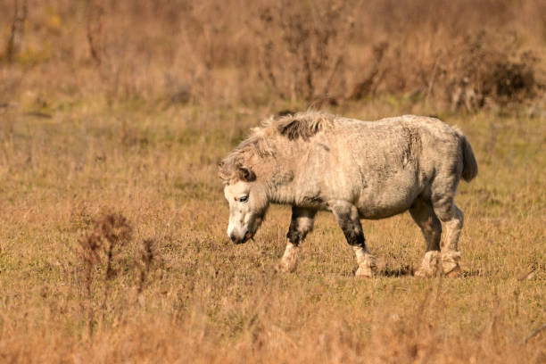 istock Cute fat little gray pony in fall pasture 2186328016