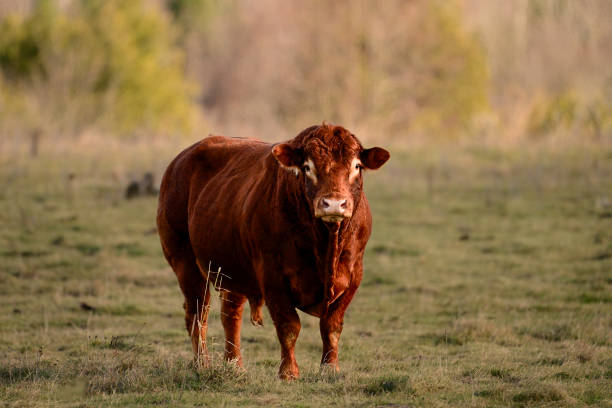 In Denmark it is popular to have cows in the open to keep down grass and forests and this gives room for different kinds of cows as an alternative to the black and white milk cows which are kept indoors in large industrial farms. The picture is taken in the north of Zealand close to Copenhagen