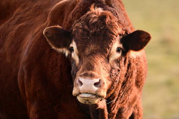 Portrait of a Red Angus Steer