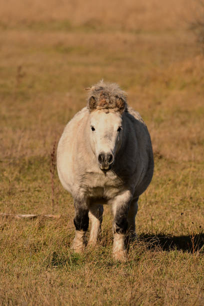 istock Cute fat little gray pony in fall pasture 2186328489