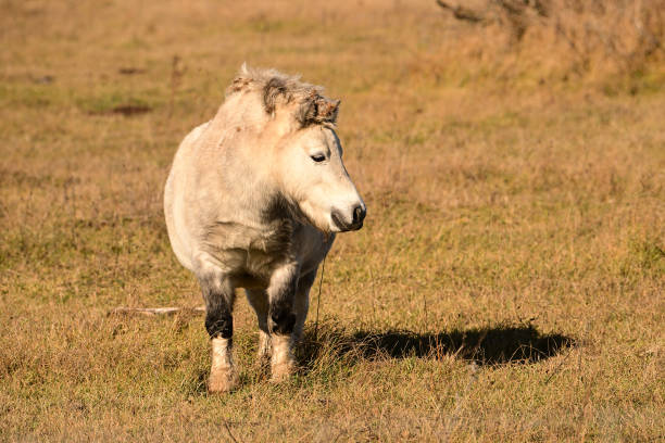 Cute fat little gray pony in fall pasture
