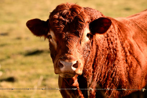 Autumn scene of a Red Angus Steer in a fall pasture