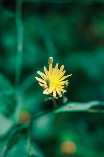 istock Hieracium, known by the common name hawkweed 2186329042