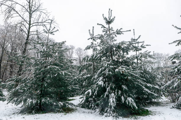 Scenic landscape snow-covered spruce trees in the park in winter