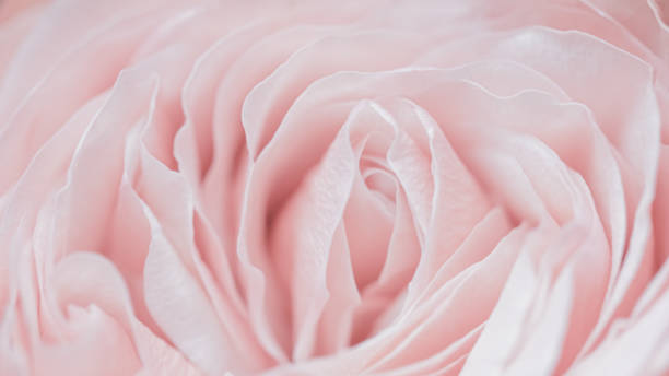 istock Pink pale rose flower petals, soft focus. Macro flowers backdrop 2186330707