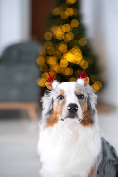 istock Australian Shepherd with Christmas Antlers by Tree 2186331932