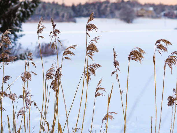 istock Reeds in the wintertime 2186334403