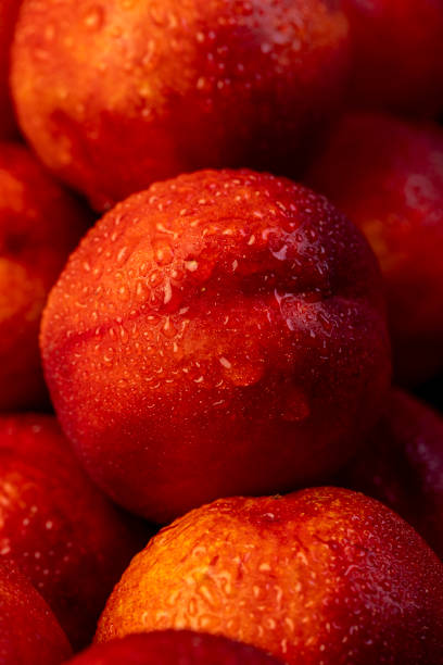 a small harvest of ripe washed nectarines in drops