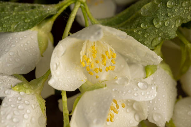 wet jasmine flowers in the spring season, branches of blooming and fragrant jasmine close-up