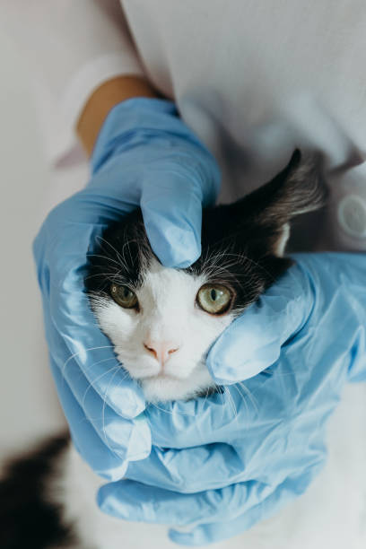 istock A veterinarian examines a kitten's eye in a clinic. 2186341476