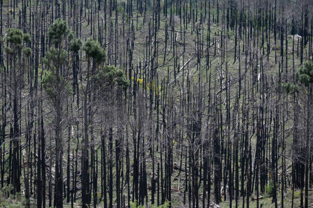 istock Burnt forest after wildfire in Cordoba, Argentina. 2186344130