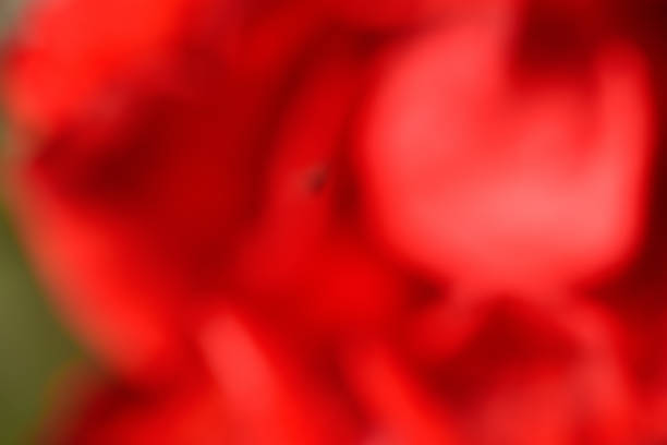 Defocused red background. Abstract background. Blurred red rose close-up