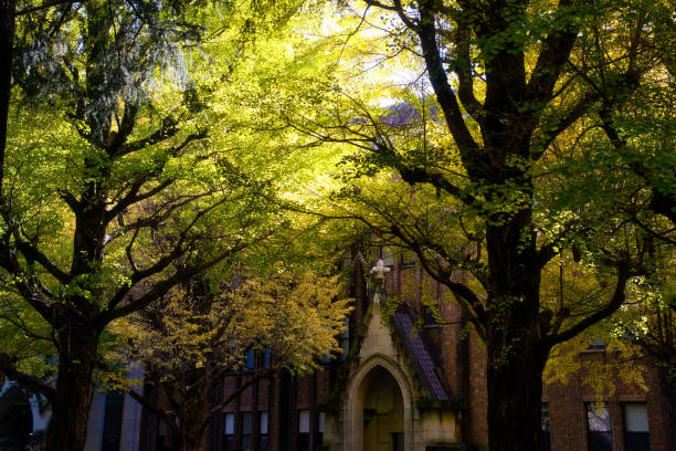 Tokyo,Japan - November 22, 2024: Gingko trees at Tokyo university in Tokyo, Japan