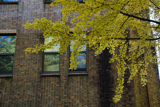 Tokyo,Japan - November 22, 2024: Gingko trees at Tokyo university in Tokyo, Japan
