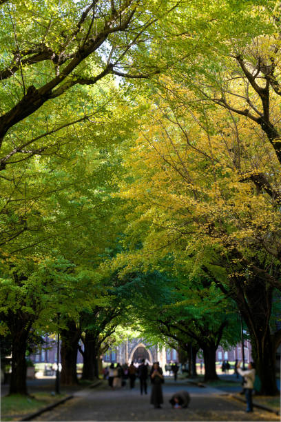 istock Gingko trees at Tokyo university in Tokyo, Japan 2186350280