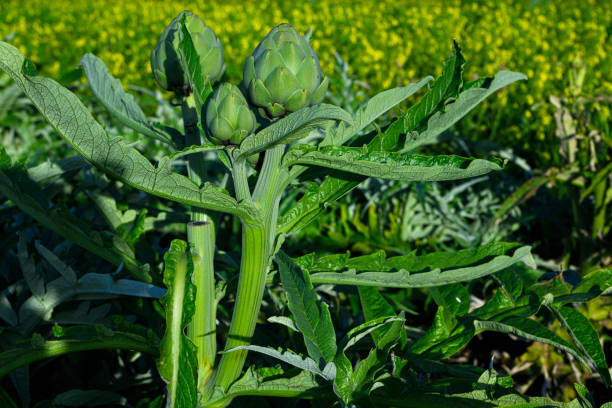 istock Artichoke Field Growing on Coastal Farm 2186351704