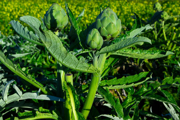 Artichoke Field Growing on Coastal Farm