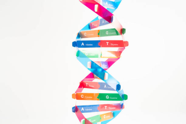 DNA molecule spiral structure model isolated on white background, chromosome and gene chemical science biology.