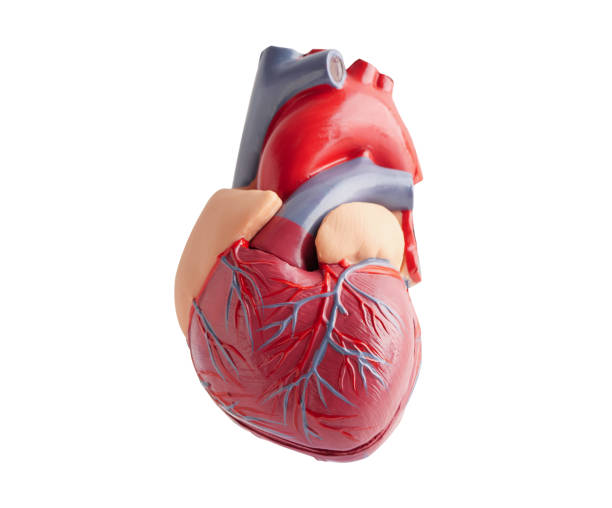 istock Heart human model isolated on white background with clipping path copy space, Cardiovascular disease CDV. 2186354621