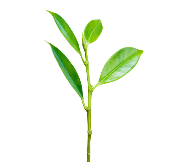 istock Plant fresh green growing isolated on white background. 2186354623