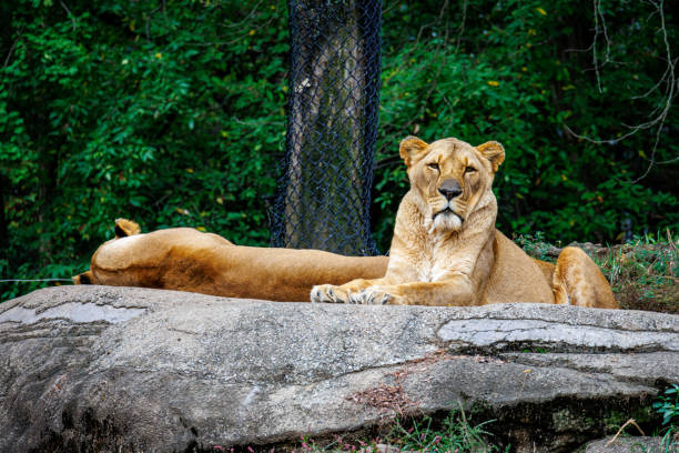 Close up of male lion laying in the grass inside a zoo enclosure looking.